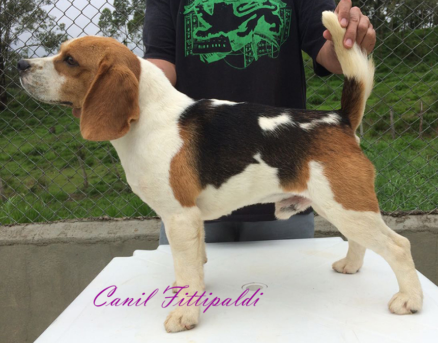 Filhotes de Beagle 13 pol. Melhor Canil do Brasil desde 2005 em São Paulo